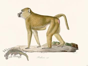 Cuvier 332 Male Baboon